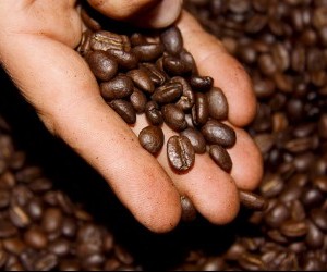 Coffee Bean Source: flickr.com by Triangulo del Cafe